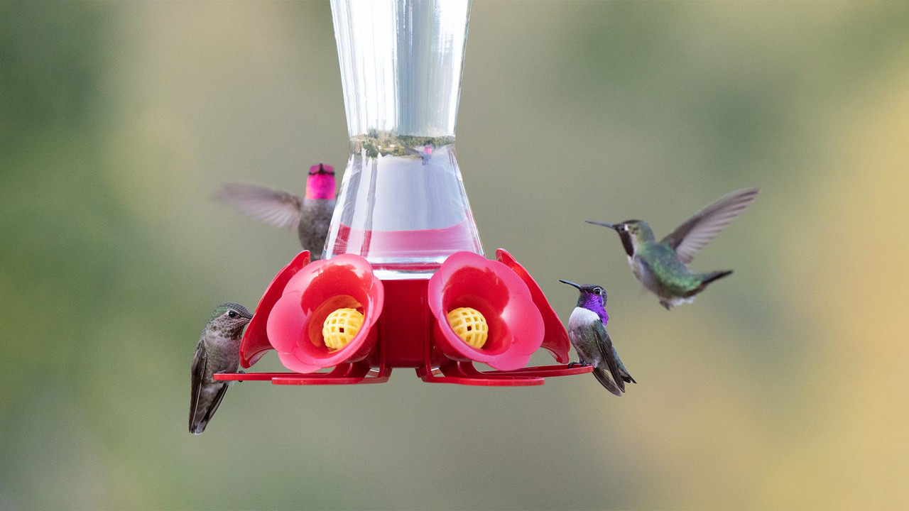 glass hummingbird feeders