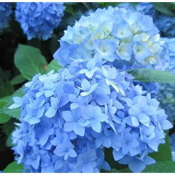 Blooming Deals: Home Depot’s One-Day Sale on 3-Gallon Hydrangeas and Premium Garden Plants Blooming Deals: Home Depot’s One-Day Sale on 3-Gallon Hydrangeas and Premium Garden Plants