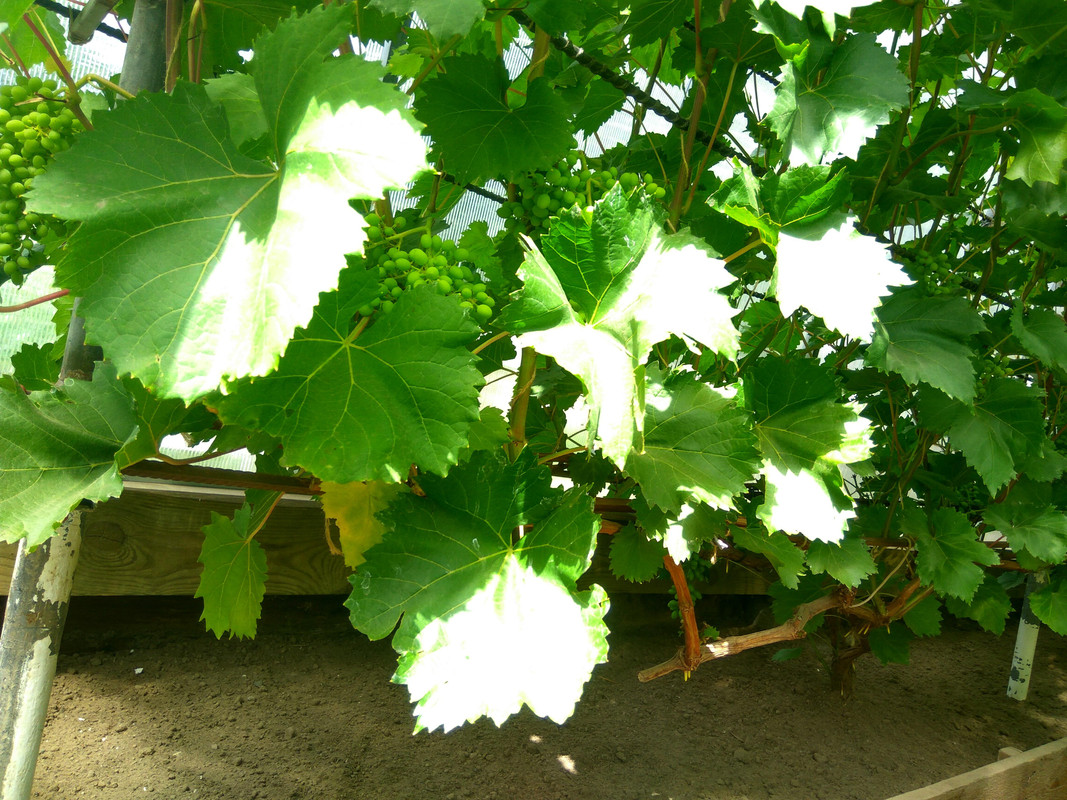 Кишмиш 342.  (фото от 11.07.2018).