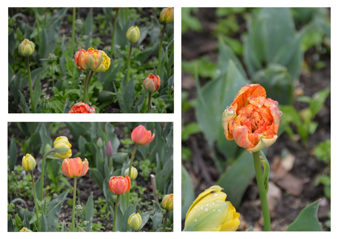 Новый коллаж.jpg 29