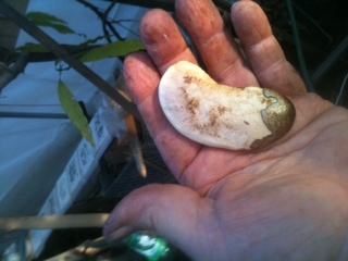 Mango seed A