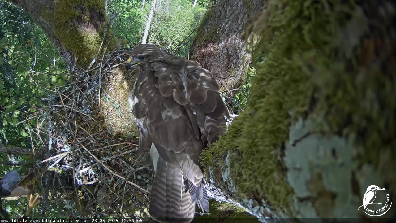 Melnās klijas (Milvus migrans) Kurzemē_ peļu klijāni (Buteo buteo) 15-12-3 screenshot