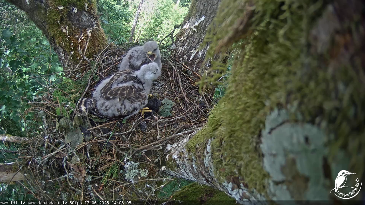 Melnās klijas (Milvus migrans) Kurzemē_ peļu klijāni (Buteo buteo) 13-4-25 screenshot
