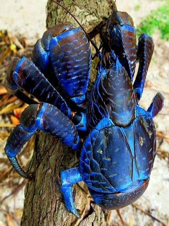 bluebeetlecrab.jpg