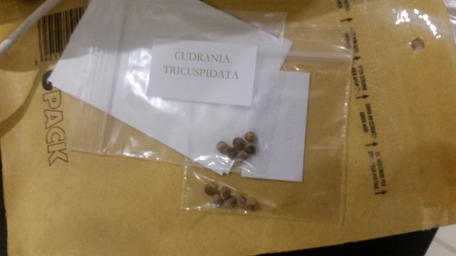 maclura seeds
