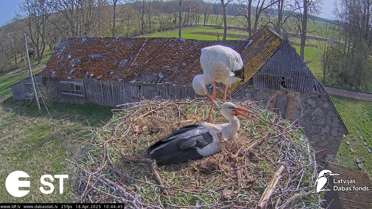 (22) Baltie stārķi (Ciconia ciconia) Tukuma novadā __ White storks in Tukums, Latvia - YouTube - 719