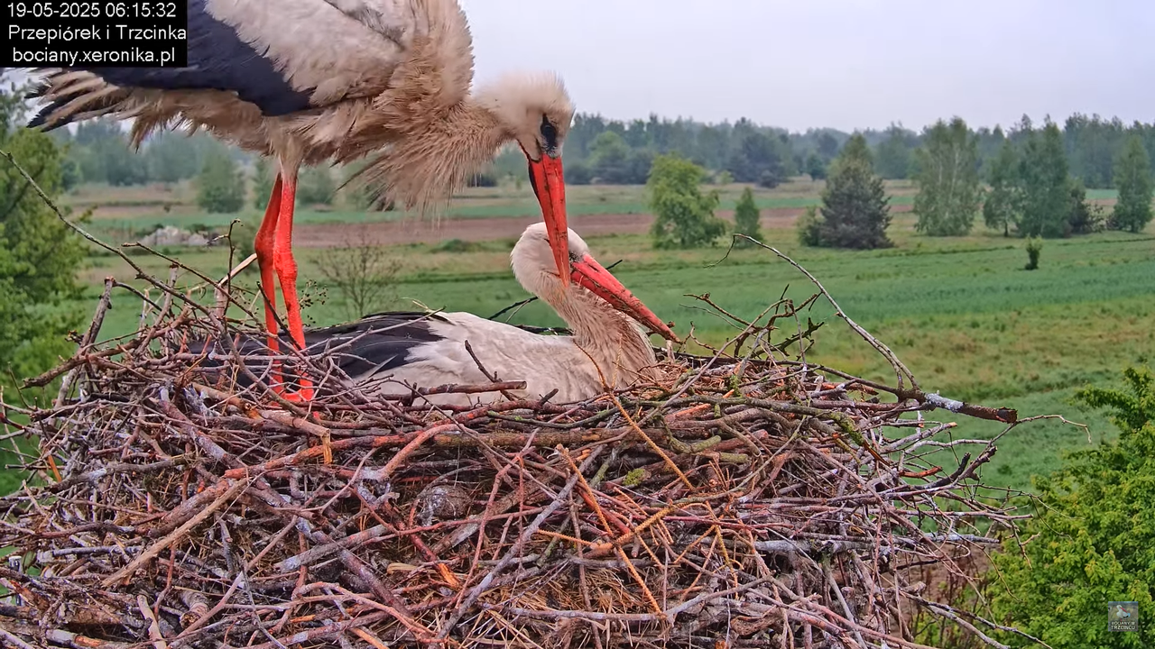 19052025bociany5