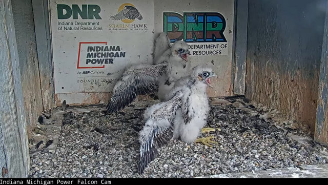 Fort Wayne falcon cam - Pagina 3 Przechwytywanie-w-trybie-pe-noekranowym-19-05-2022-230636