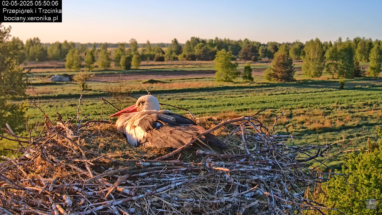 02052025bociany5