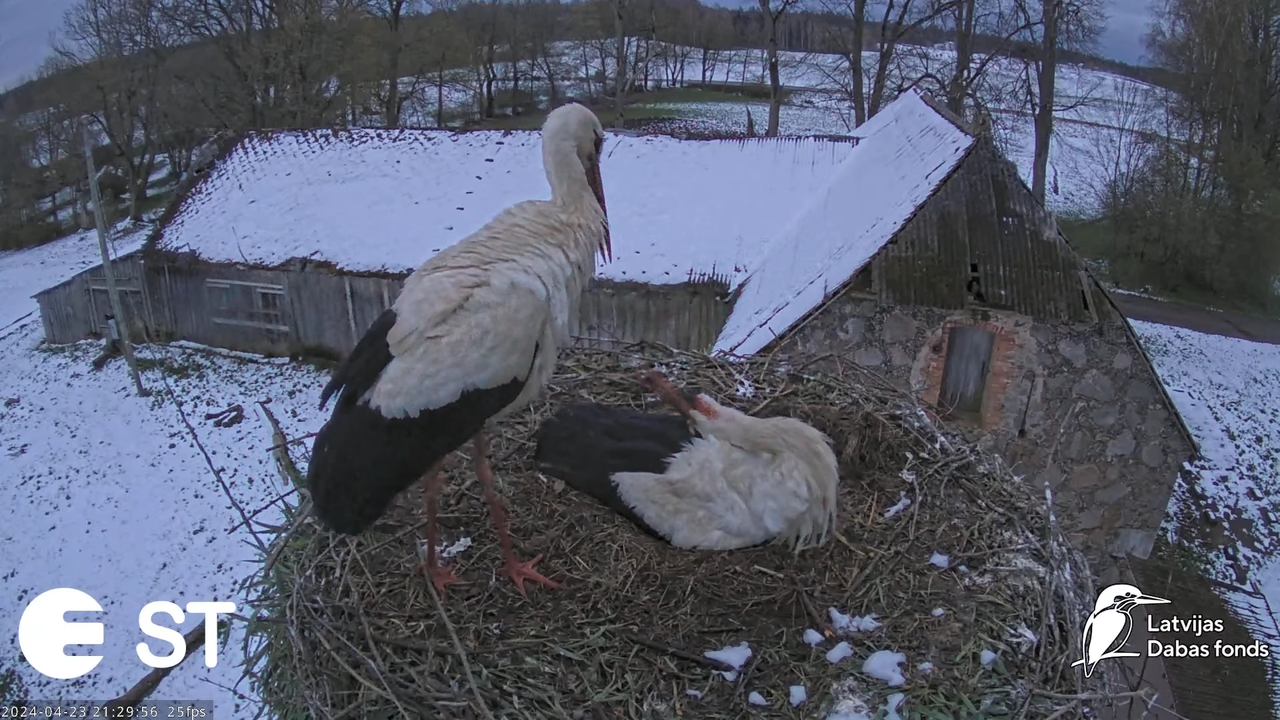 Baltie stārķi (Ciconia ciconia) Tukuma novadā - LDF tiešraide __ White storks in Tukums, Latvia 13-4