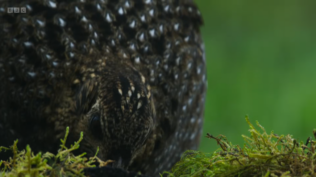 [Image: m8vdu13v0eoi.png]