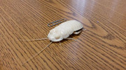 IMG-3683