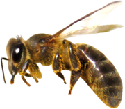 0_17d592_7ae36d47_X5L