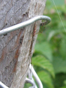 IMG-0319.jpg