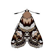 moths4
