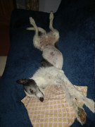 Charlie-sleeping