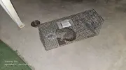 Missy-trap-2