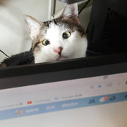 2018-01-31 07.01.41 1704488642276597420_338237262