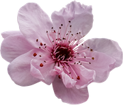 Blossom-Elements-48