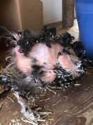 4CDB31D5-DD79-40AD-B3F0-7031CD937FCD