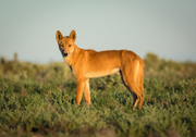 Собака Динго Sobaka-Dingo