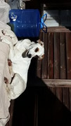 Whitey-Audrey