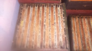 [Obrázky: DSC-0085.jpg]