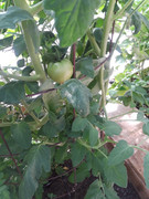 [Image: 20220711-Some-have-set-nice-tomatoes.jpg]