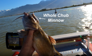 [Image: CHUB-MINNOW.png]