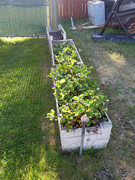 [Image: garden9.jpg]