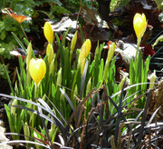 Kekes p'tites photos du moment... Crocus011