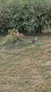 grey-tabby-4