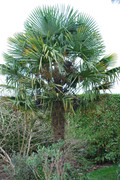 Trachycarpus fortunei, část 2 - Stránka 24 DSC-0013