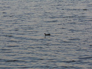 27.8.black ducks look weird from afar VIII