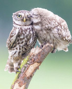 5429411-D-7-A85-453-F-8755-7-E2-E5-C06-D