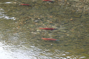 [Image: P9210001.jpg]