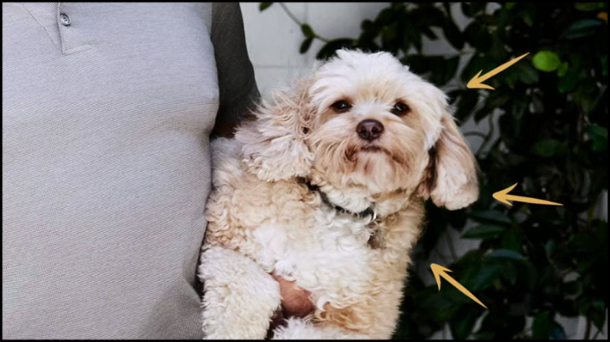 [Image: 2wufst6fo36f.png]