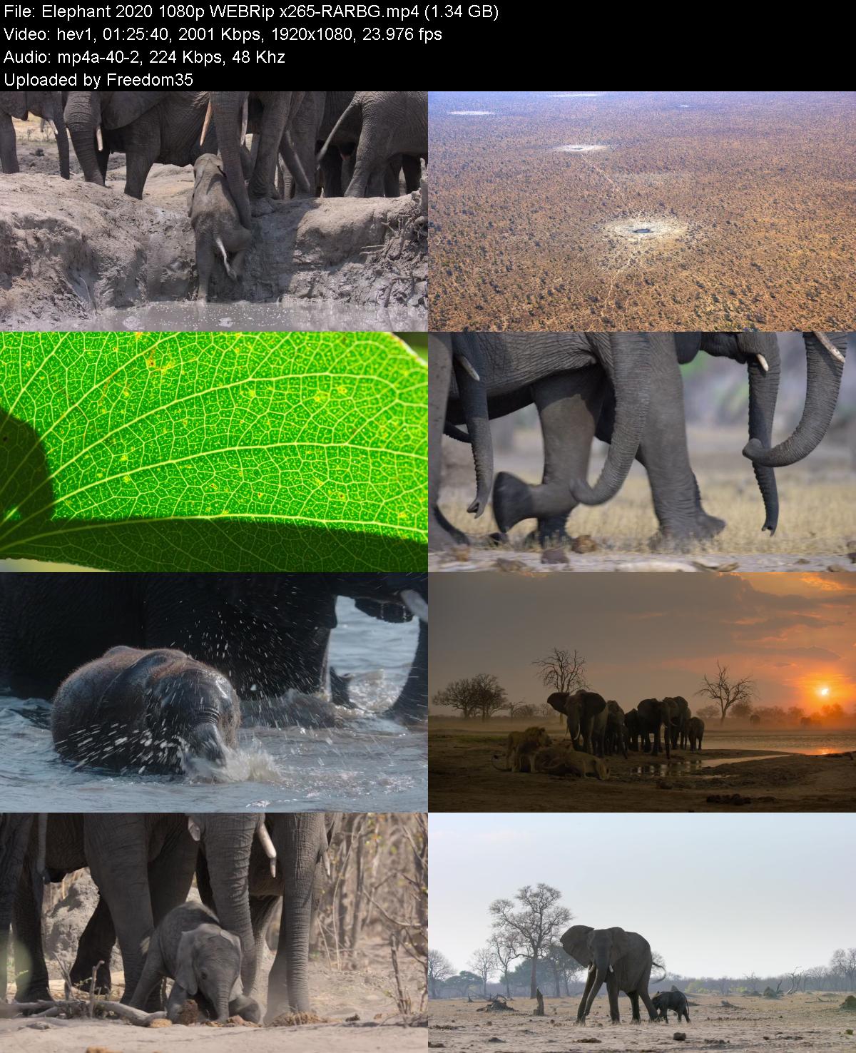 Elephant-2020-1080p-WEBRip-x265-RARBG.jp