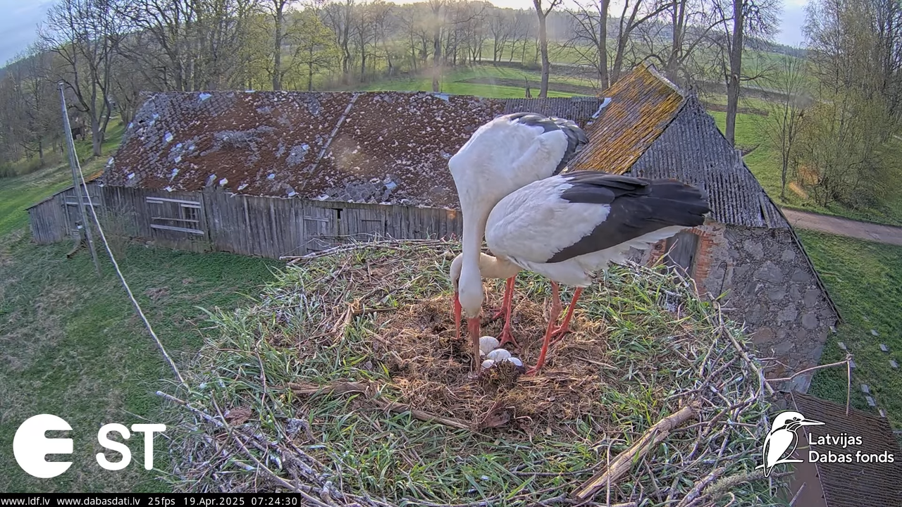 (34) Baltie stārķi (Ciconia ciconia) Tukuma novadā __ White storks in Tukums, Latvia - YouTube - 693