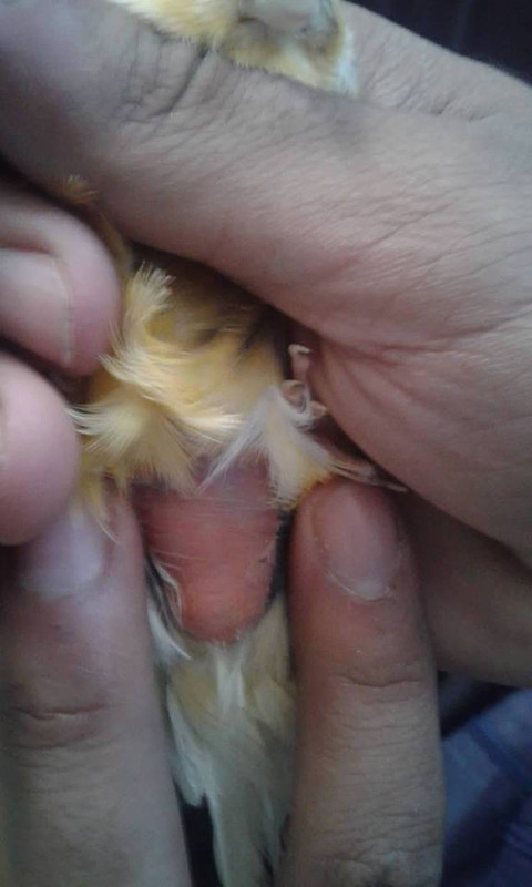 صورة
