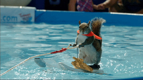 https://i.postimg.cc/Jh0J5TH3/giphy.gif