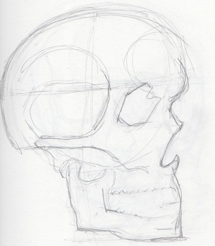 [Image: Skull-Profile-3.jpg]