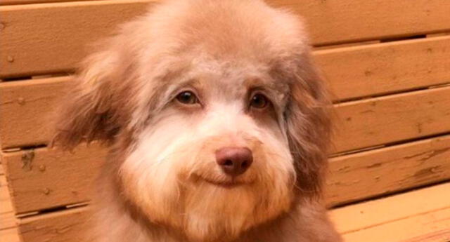 Noticia-250351-perrito.jpg