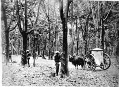 ladang getah