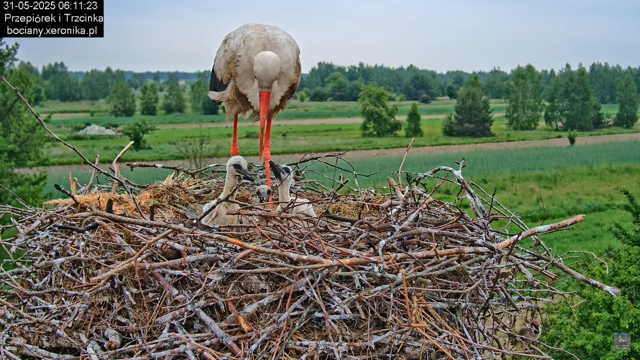 31052025bociany5