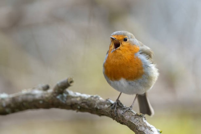 Avian-Story-5.jpg