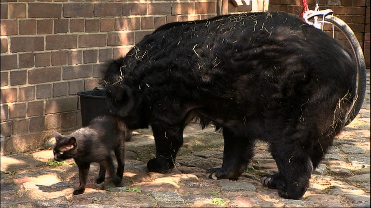 Unlikely Animal Friends  S01E01 Disney  1080p WEB DDP x264-NM21vi.mkv_snapshot_30.05.804