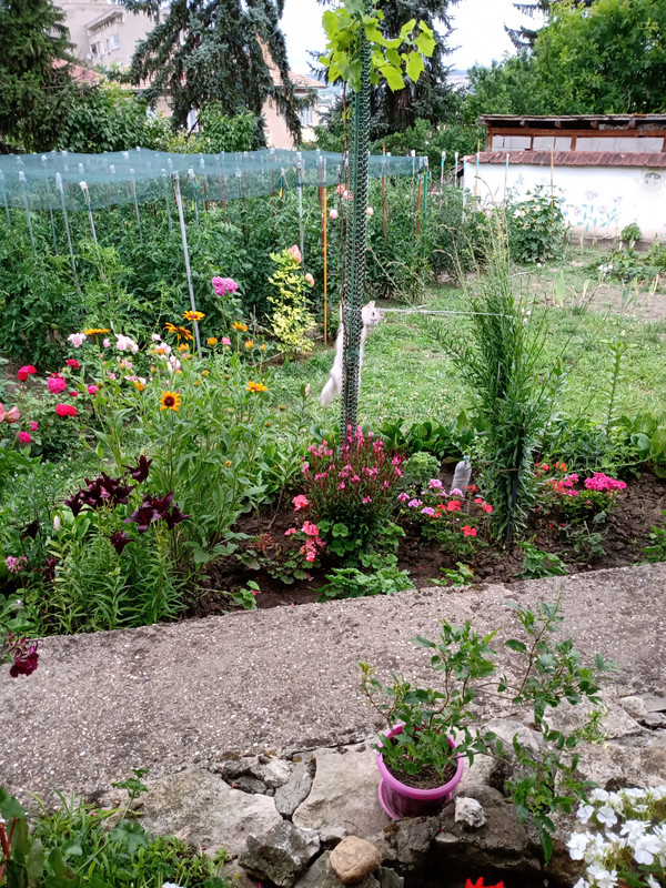 Img 20230628 184510271 Postimages