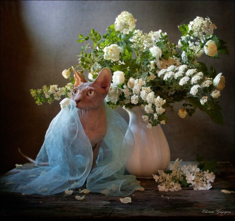 Son-v-letnuu-lunnuu-noc'