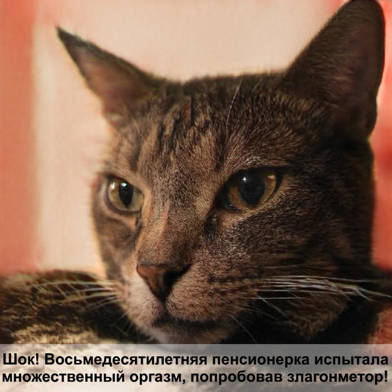 пятнистый абиссинская кошка